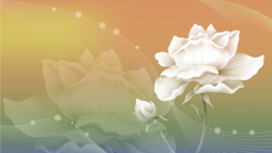 A009677-时尚简约-花卉 荷花 (1)