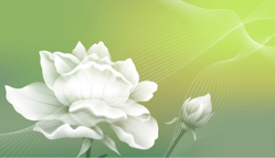 A009677-时尚简约-花卉 荷花 (2)