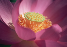 A010527-时尚简约-花类-花朵 花朵摄影 荷花