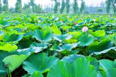 A010523-时尚简约-花类-花朵 花朵摄影 荷花