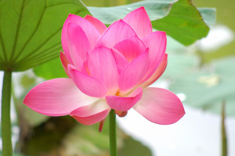 A010571-时尚简约-花类-花朵 花朵摄影 荷花