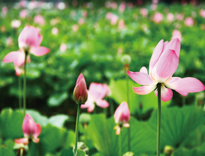 A010573-时尚简约-花类-花朵 花朵摄影 荷花