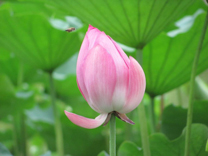 A010577-时尚简约-花类-花朵 花朵摄影 荷花