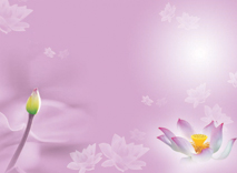 A010610-时尚简约-花类-花朵 花朵摄影 荷花