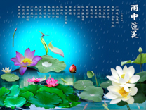 A010617-时尚简约-花类-花朵 花朵摄影 荷花