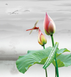 A010618-时尚简约-花类-花朵 花朵摄影 荷花