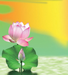 A010619-时尚简约-花类-花朵 花朵摄影 荷花