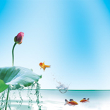 A010620-时尚简约-花类-花朵 花朵摄影 荷花