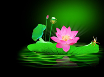 A010621-时尚简约-花类-花朵 花朵摄影 荷花