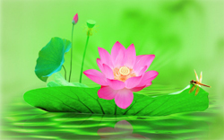 A010622-时尚简约-花类-花朵 花朵摄影 荷花