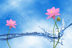 A013179-时尚简约-花类-荷花