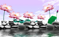 A013638-时尚简约-花类-荷花 荷塘 石头