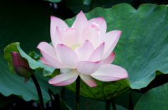 B065-时尚简约-花类-荷花