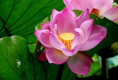 B070-时尚简约-花类-荷花