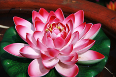 B3093-时尚简约-花类-荷花