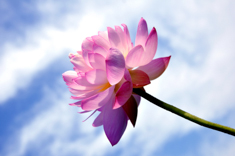 B3130-时尚简约-花类-荷花