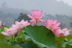 B3133-时尚简约-花类-荷花