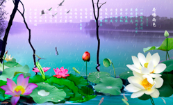 B4045-时尚简约-花类-花朵 花朵摄影 荷花