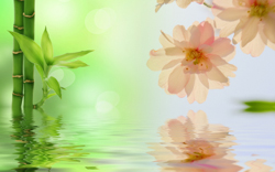 A012778-时尚简约-花类-花朵 竹子 水纹倒影