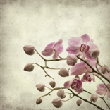 B1189-时尚简约-花类 兰花