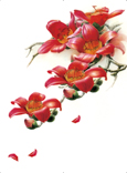 B1852-时尚简约-花类-花朵