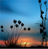 B2125-时尚简约-梦幻背景 黄昏景 花藤
