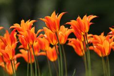 B2714-时尚简约-花类 百合