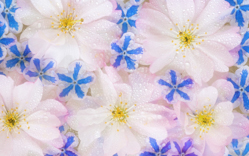 B3009-时尚简约-花类-