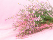 B3027-时尚简约-花类-邹菊