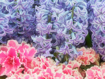B3028-时尚简约-花类-百合