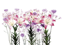 B3029-时尚简约-花类-花朵
