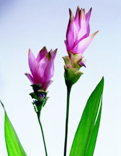 B3082-时尚简约-摄影花类-花卉