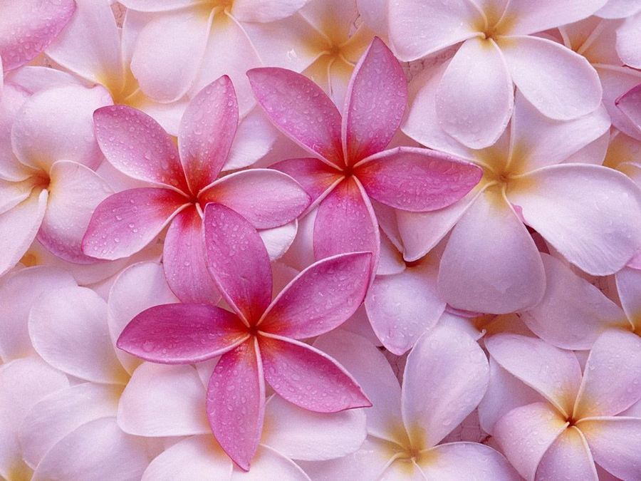 B079时尚简约-花类-百合花瓣