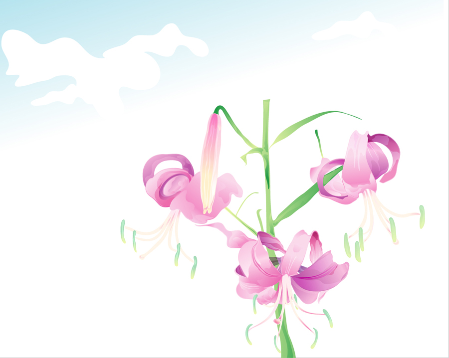 B2013-时尚简约-花类-百合花
