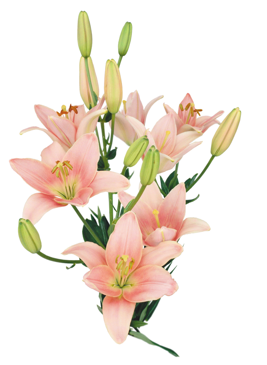 B3059时尚简约-花类-百合花心