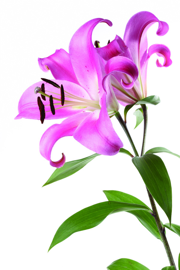 B4793时尚简约-花类-百合花