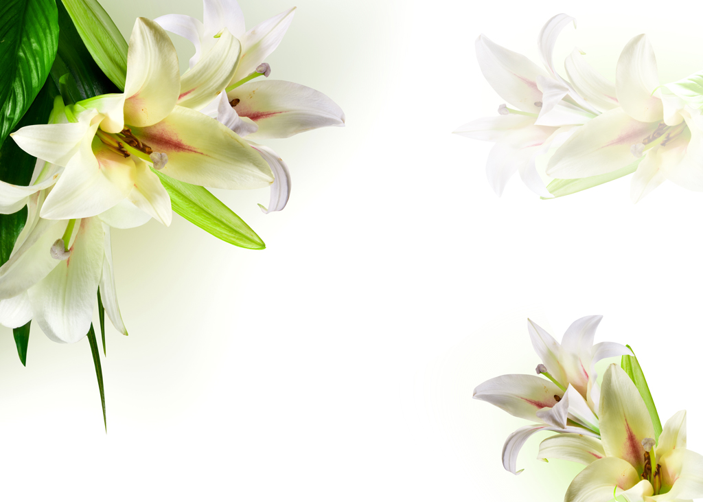 F1612-时尚简约-花类-百合花
