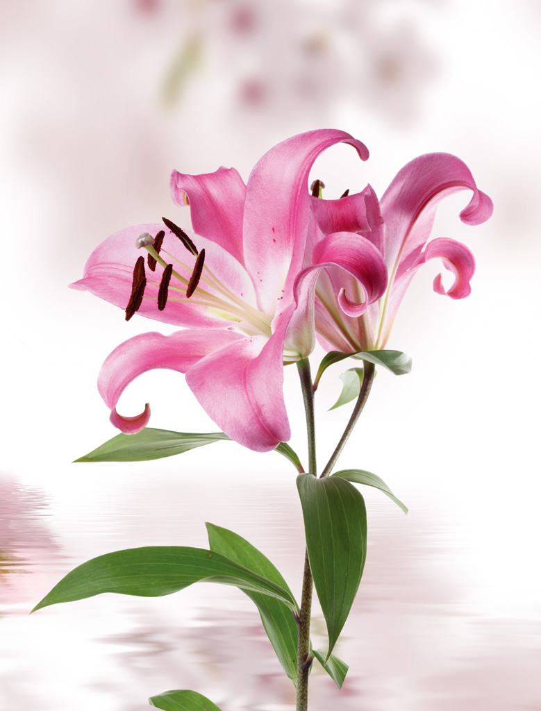 G1995B时尚简约-花类-百合花