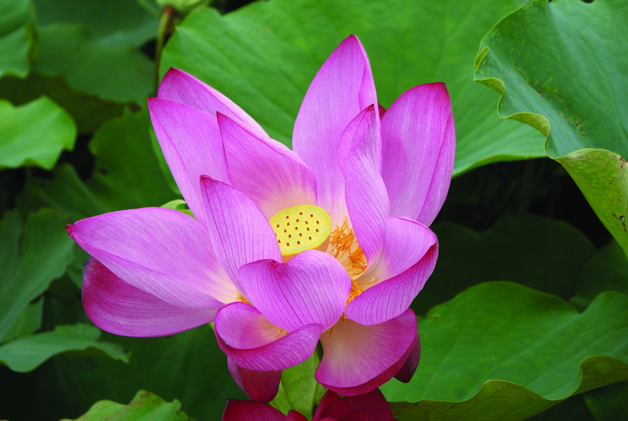 A010529-时尚简约-花类-摄影 荷花