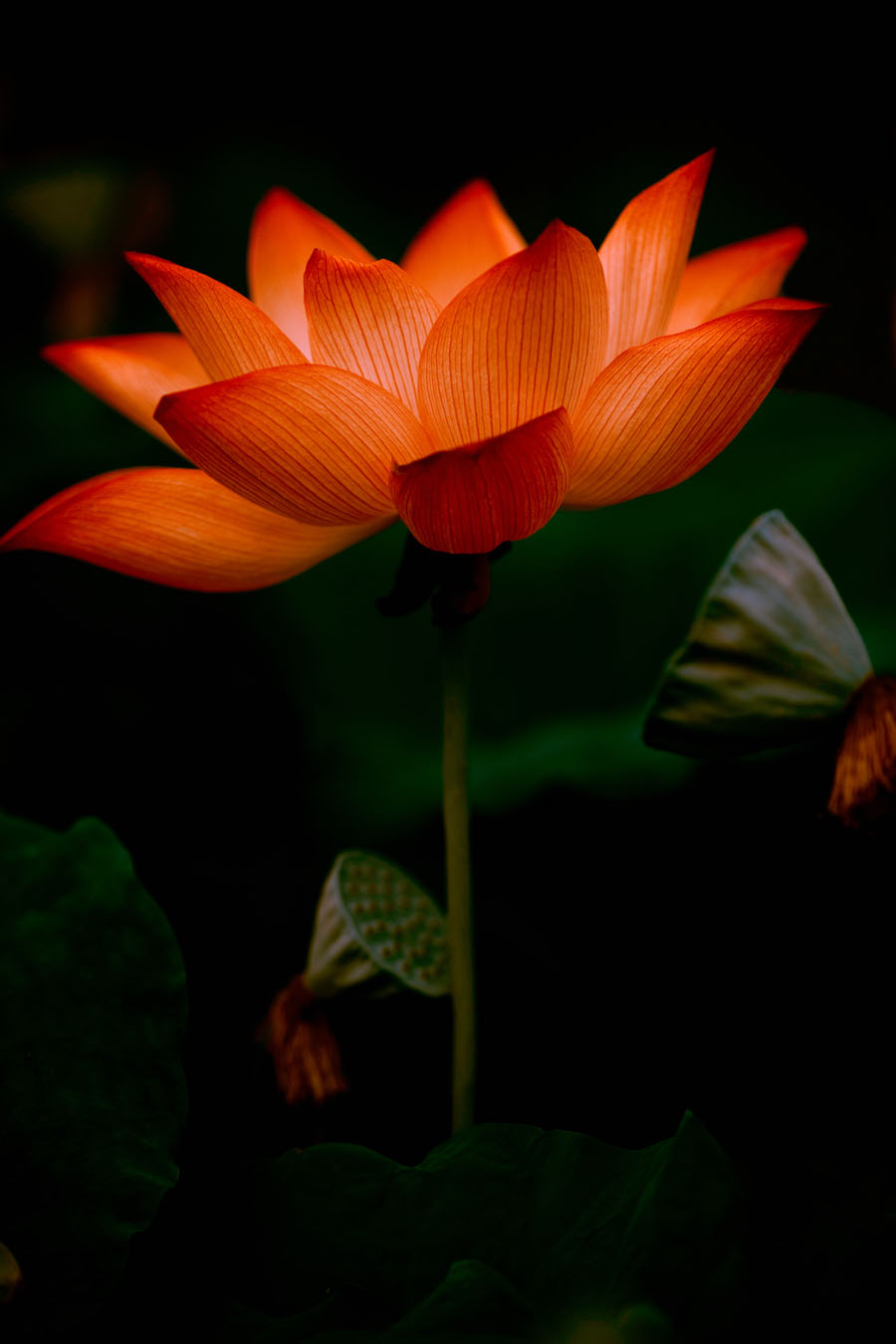 A010526-时尚简约-花类-摄影 荷花