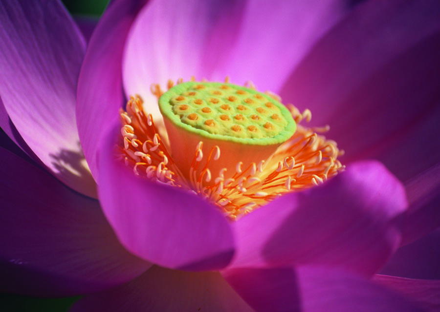 A010527-时尚简约-花类-摄影 荷花