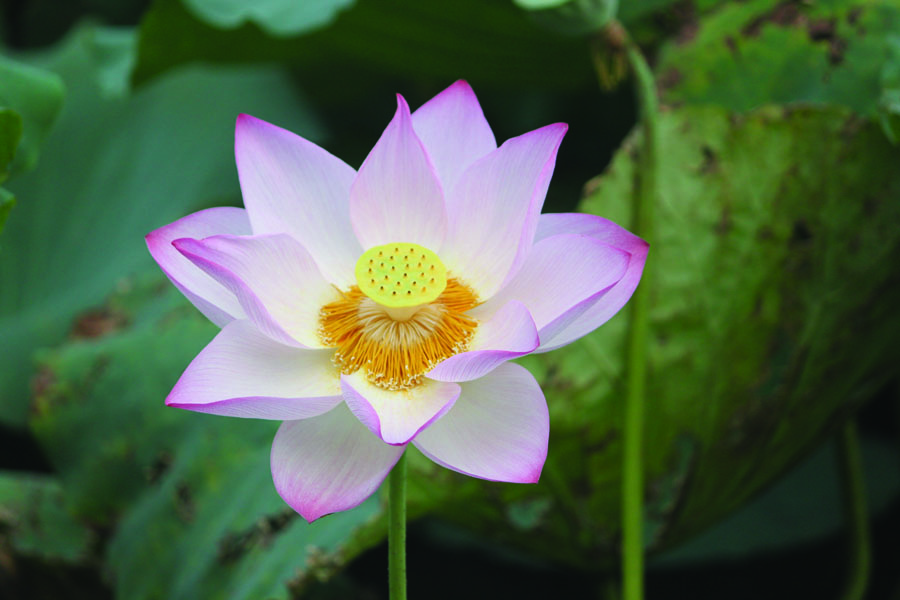 A010528-时尚简约-花类-摄影 荷花