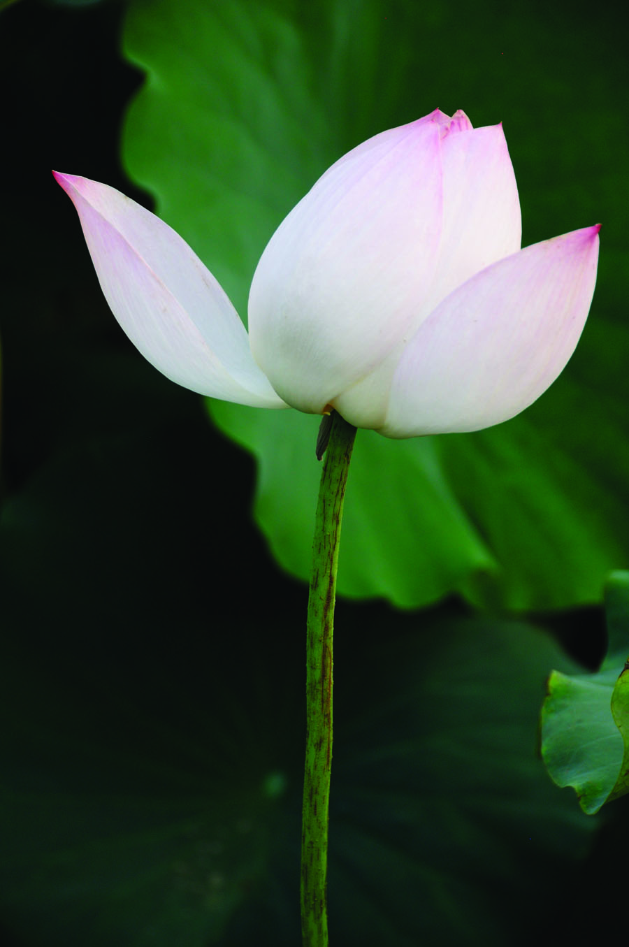 A010538-时尚简约-花类-摄影 荷花