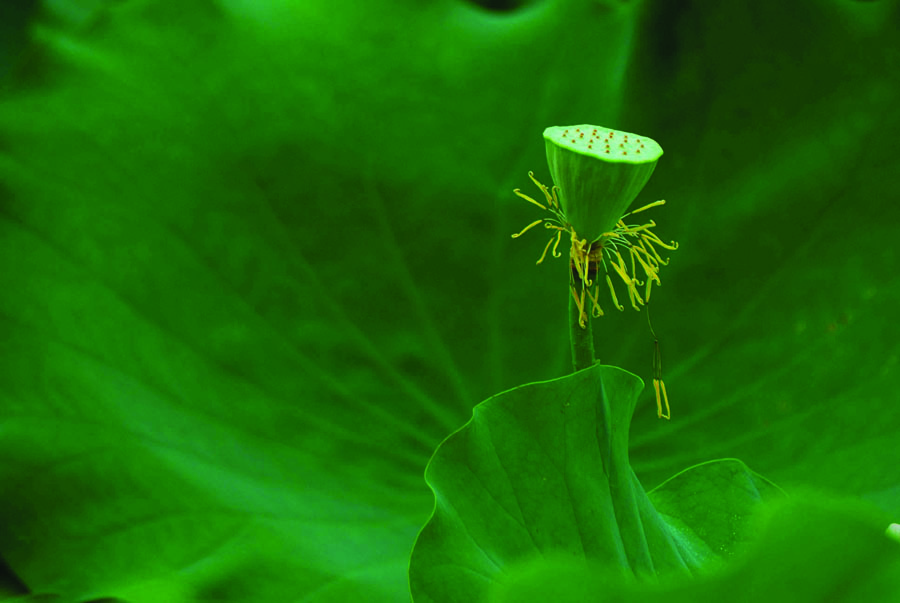 A010541-时尚简约-花类-摄影 荷花