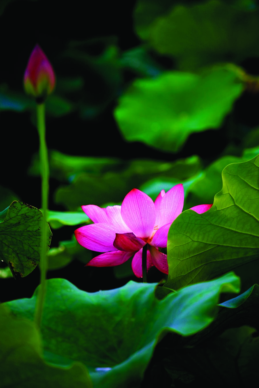 A010542-时尚简约-花类-摄影 荷花