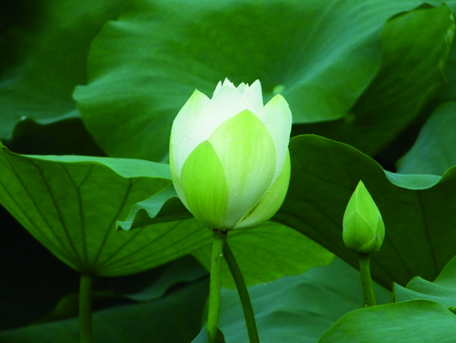 A010543-时尚简约-花类-摄影 荷花