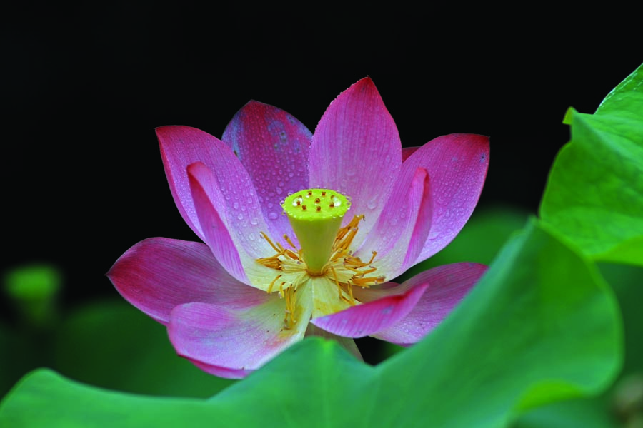 A010544-时尚简约-花类-摄影 荷花