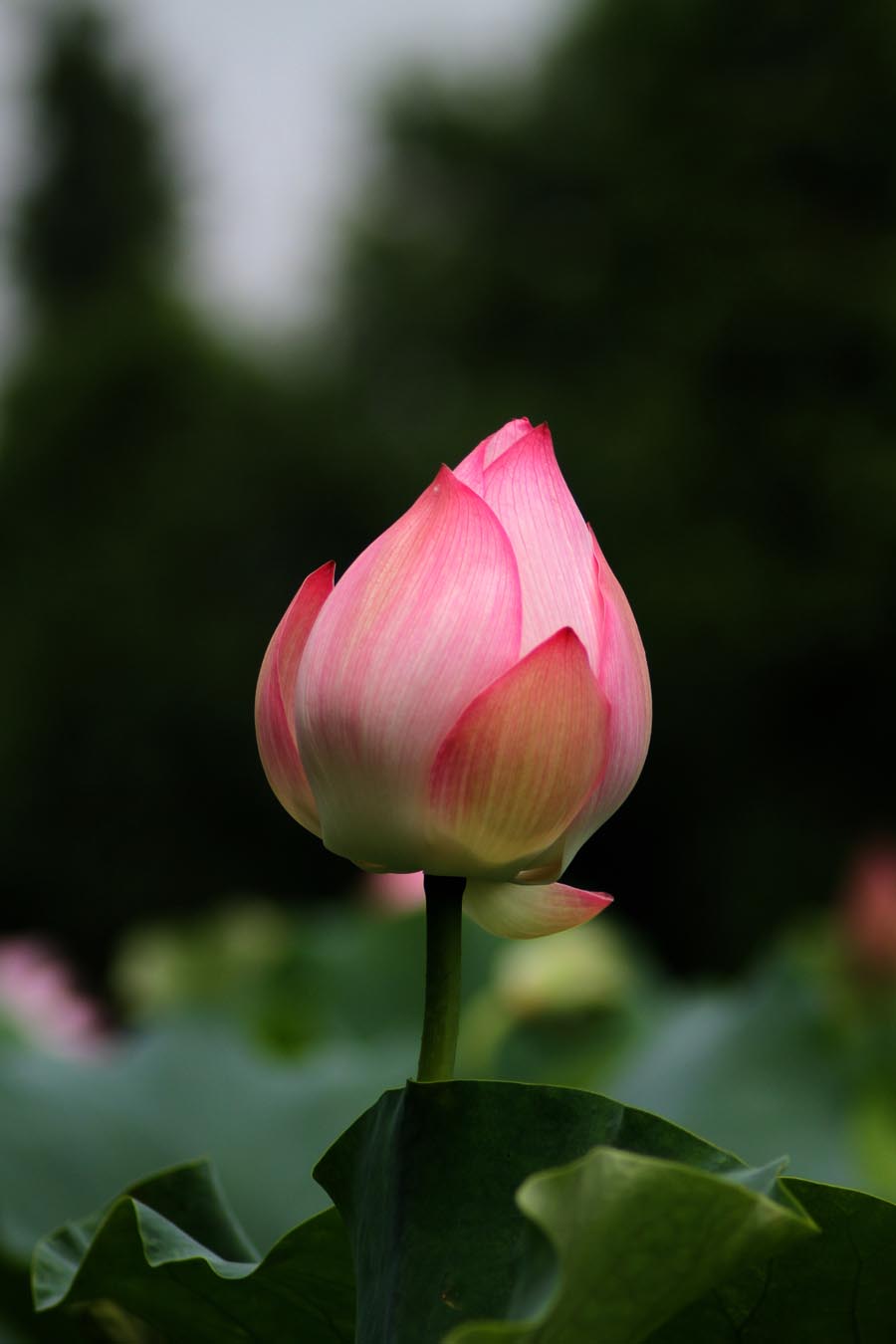 A010558-时尚简约-花类-花朵 花朵摄影 荷花