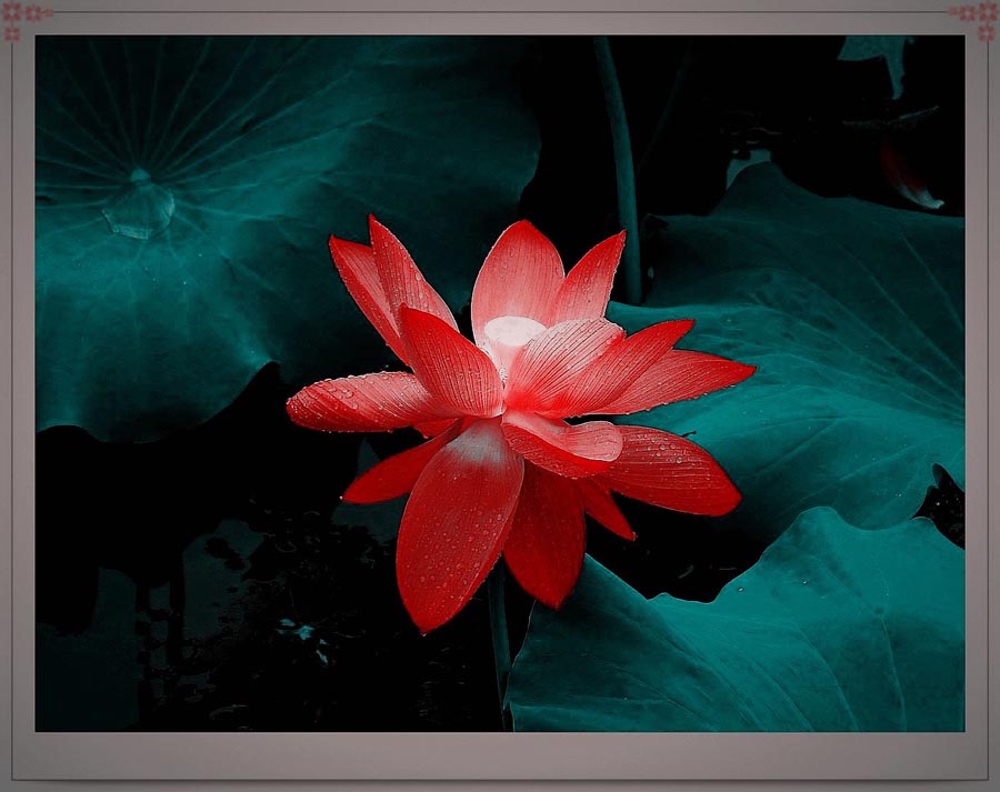 A010559-时尚简约-花类-花朵 花朵摄影 荷花