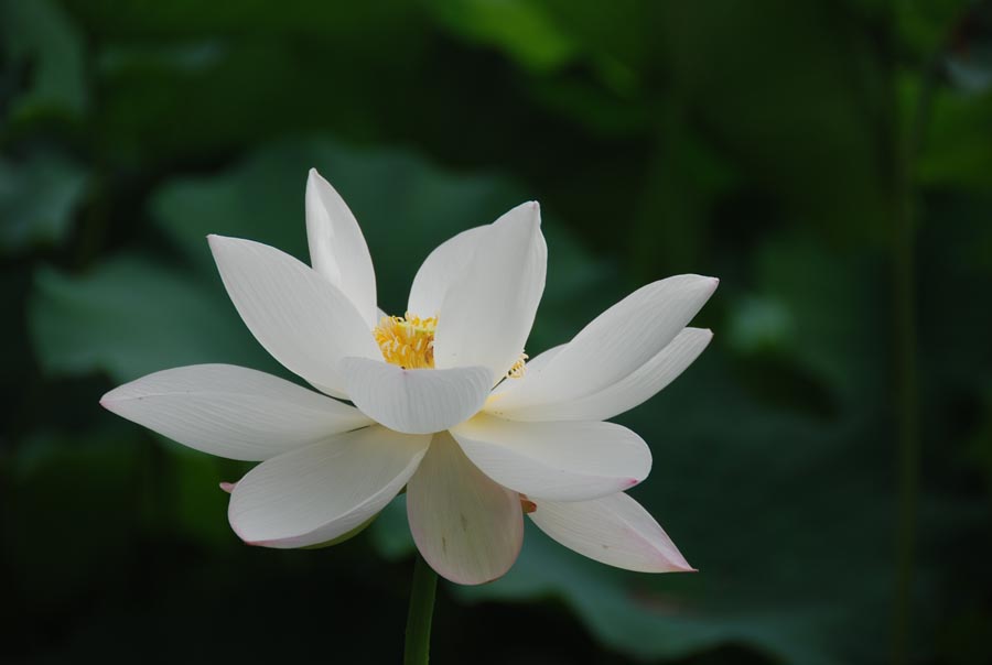 A010546-时尚简约-花类-摄影 荷花